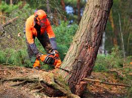 Best Arborist Consultation Services  in Lisbon, IA